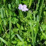 Geranium yesoense