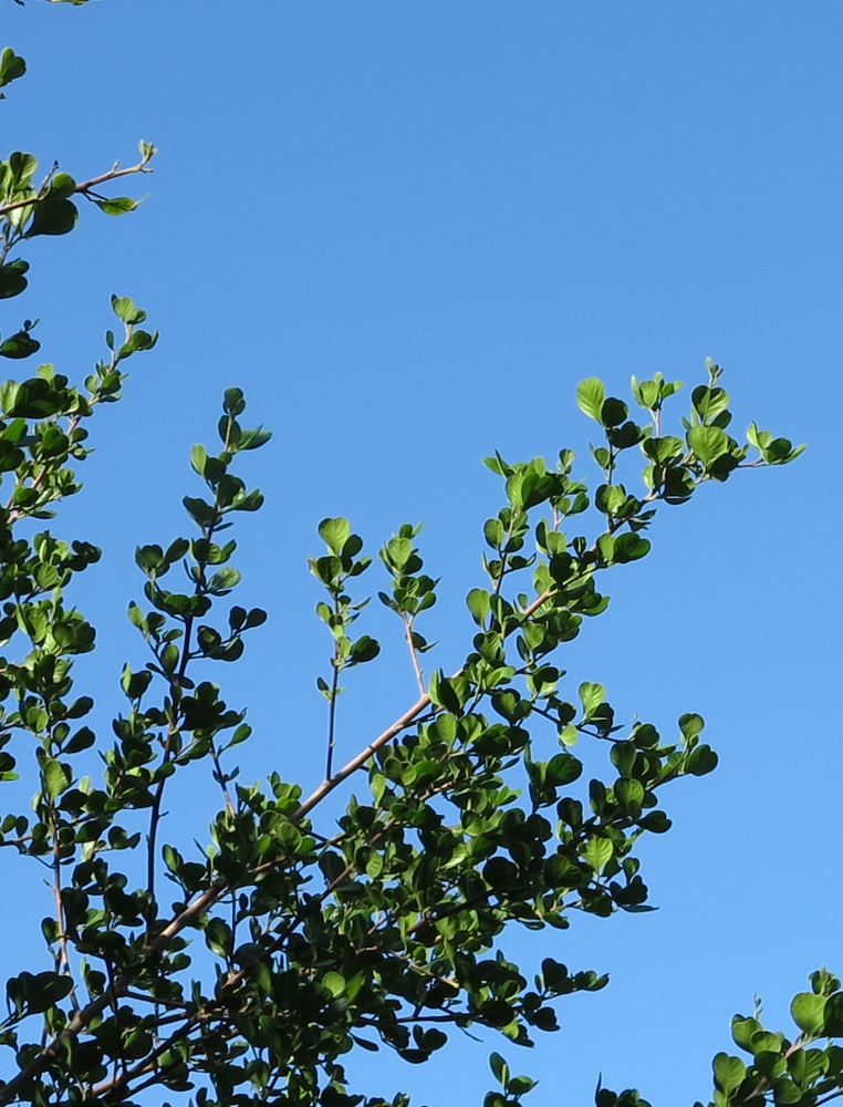 Изображение особи Rhus laevigata.