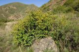 Berberis sphaerocarpa. Цветущее растение. Казахстан, Джунгарский Алатау, долина реки Коксу ниже пос. Рудничный на 45-50 км. Начало мая 2012 г.