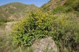 Berberis sphaerocarpa