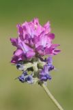 genus Oxytropis