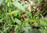 Capsicum annuum