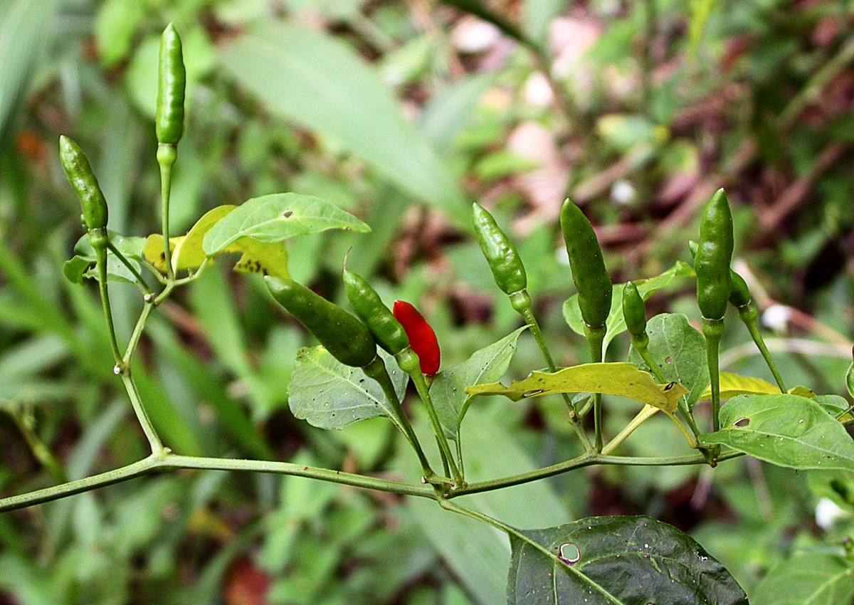 Изображение особи Capsicum annuum.