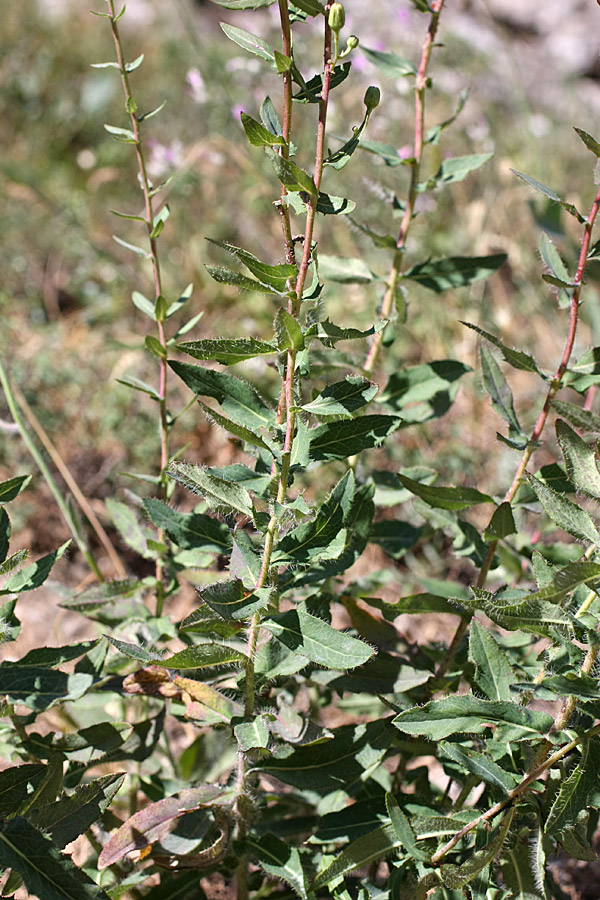 Изображение особи Hieracium robustum.