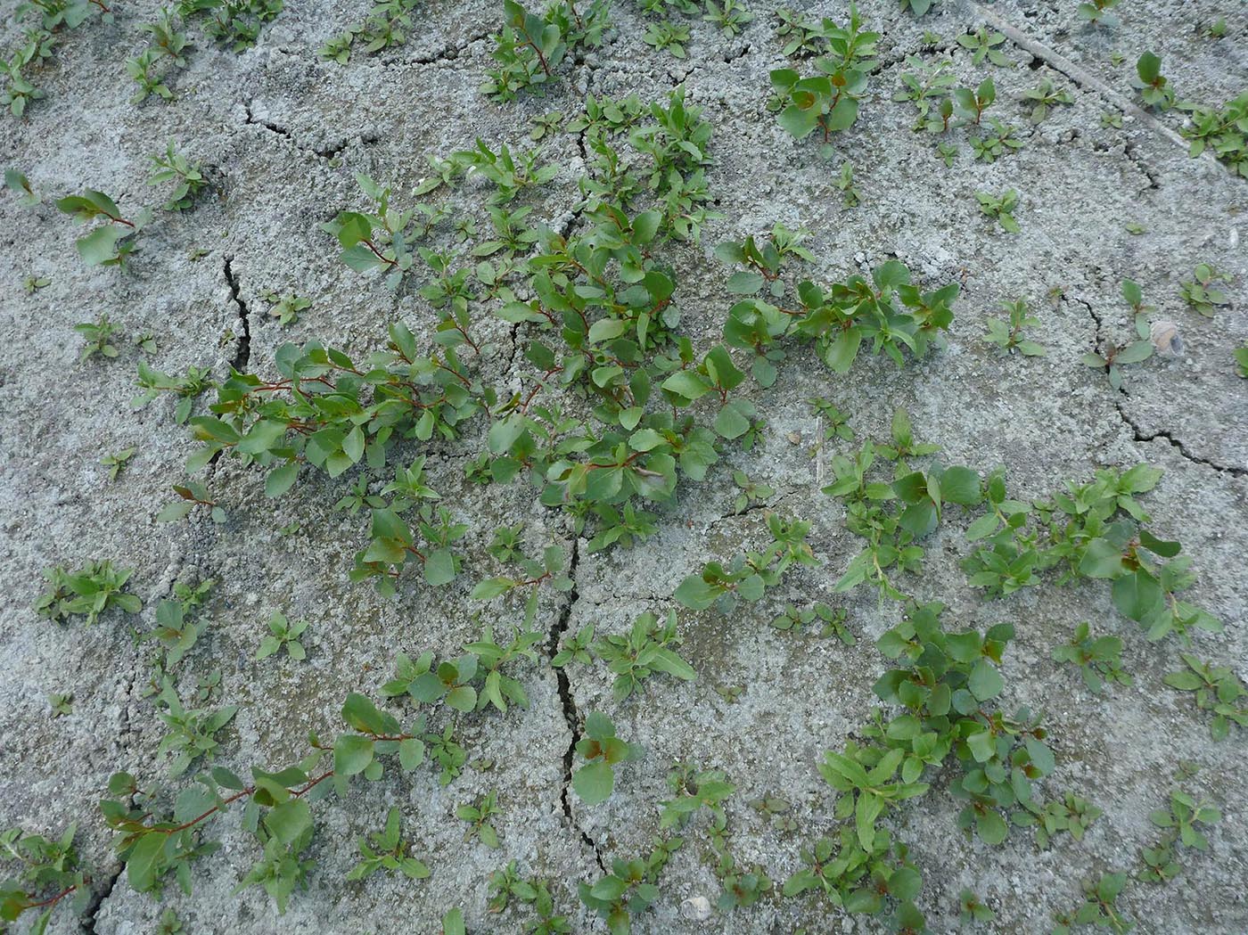 Image of Populus nigra specimen.