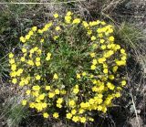 Potentilla humifusa