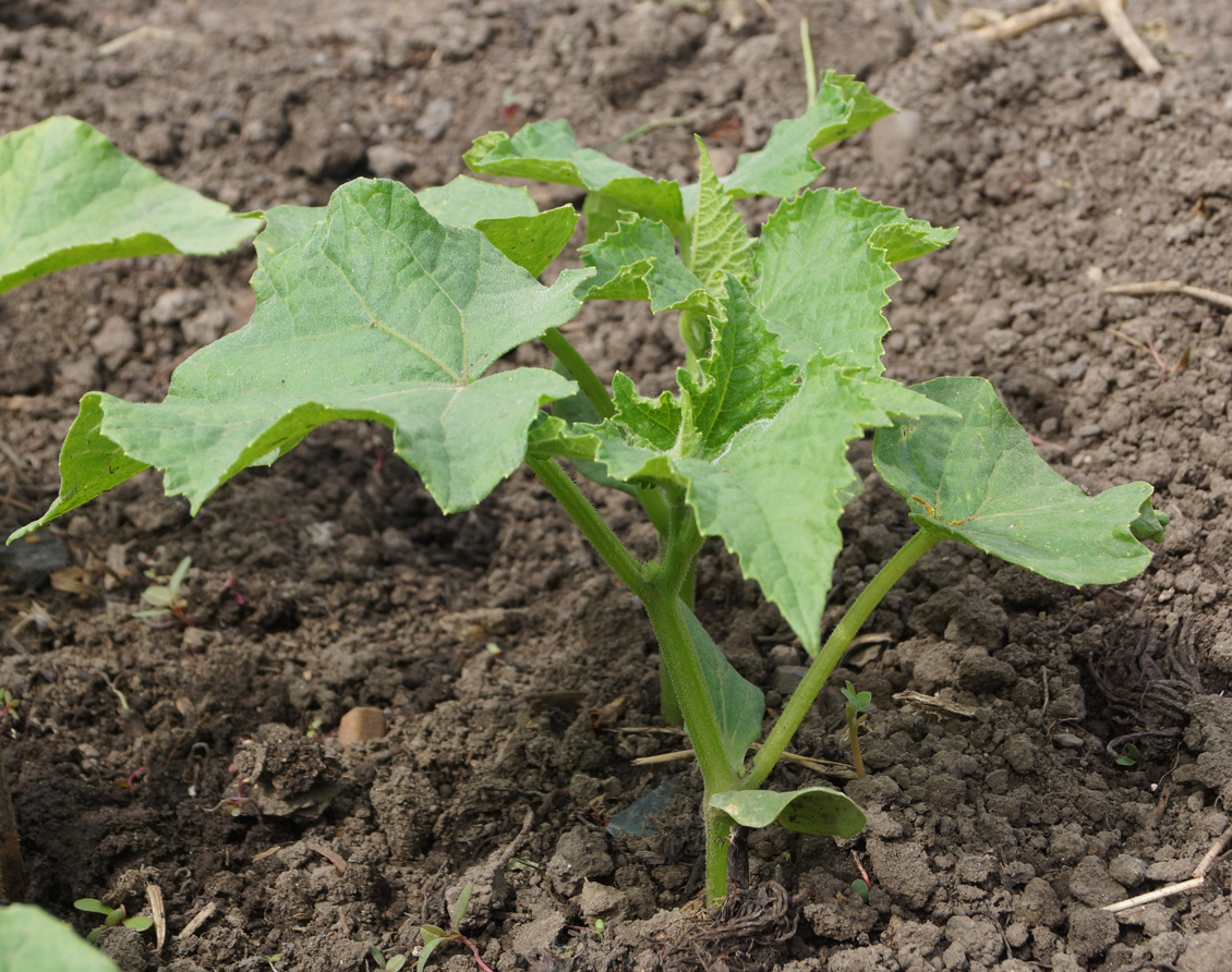 Изображение особи Cucumis sativus.