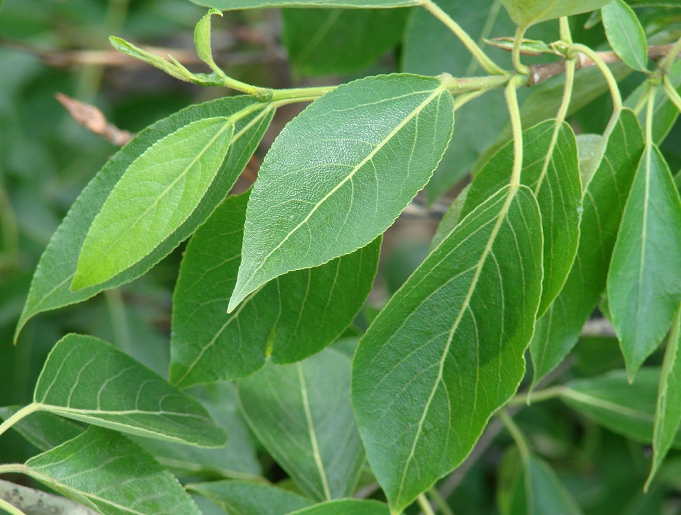 Изображение особи Populus suaveolens.