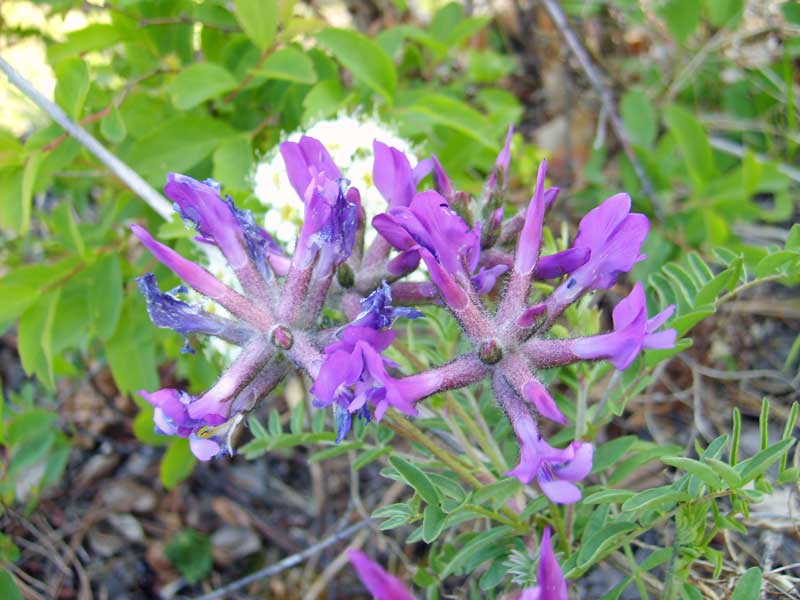 Изображение особи Astragalus suffruticosus.