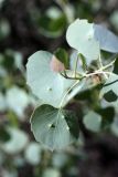 Populus pruinosa