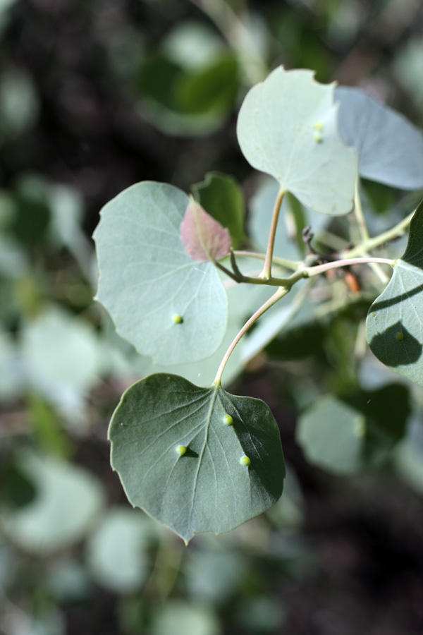 Изображение особи Populus pruinosa.