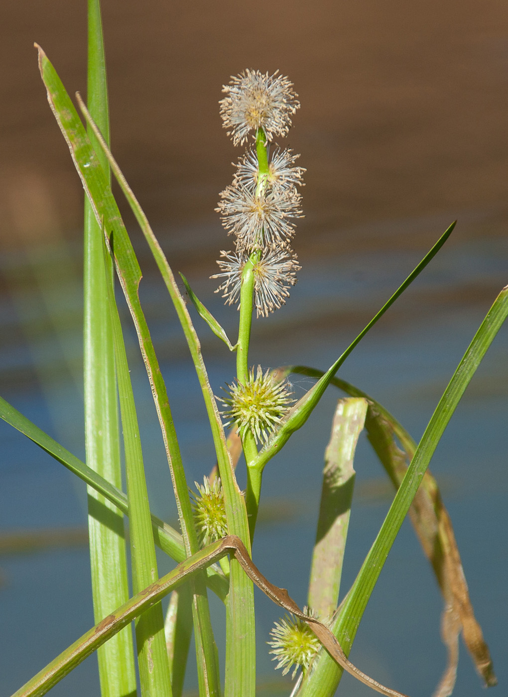 Image of Sparganium emersum specimen.