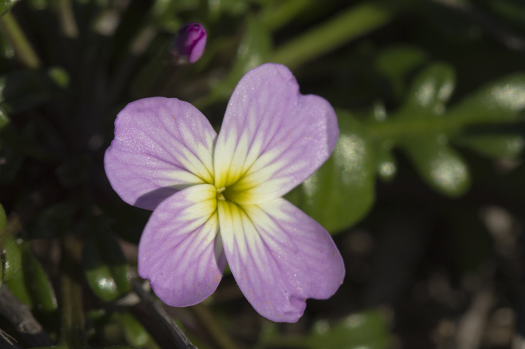 Image of Malcolmia flexuosa specimen.