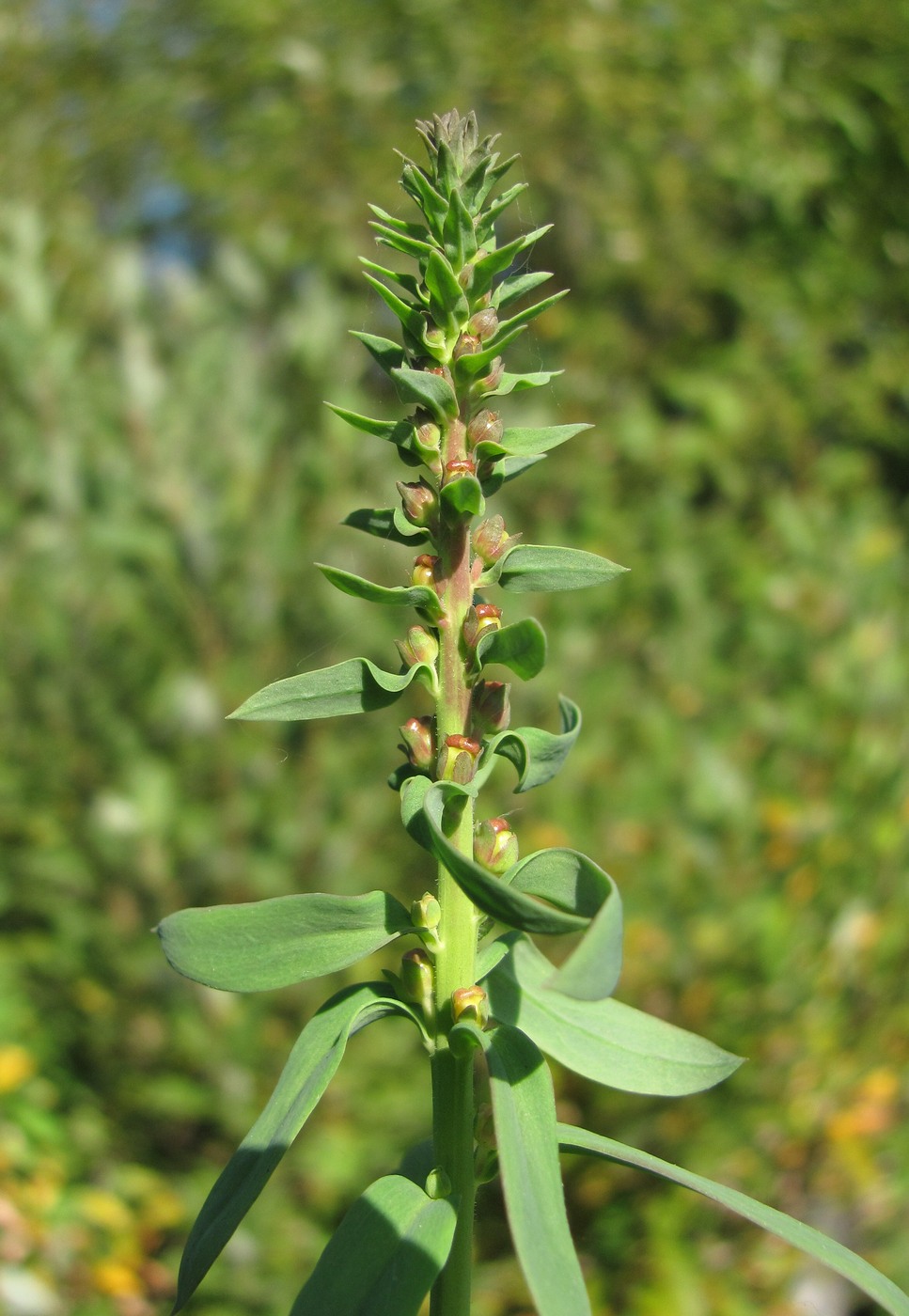 Image of Linaria vulgaris specimen.