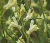 Linaria