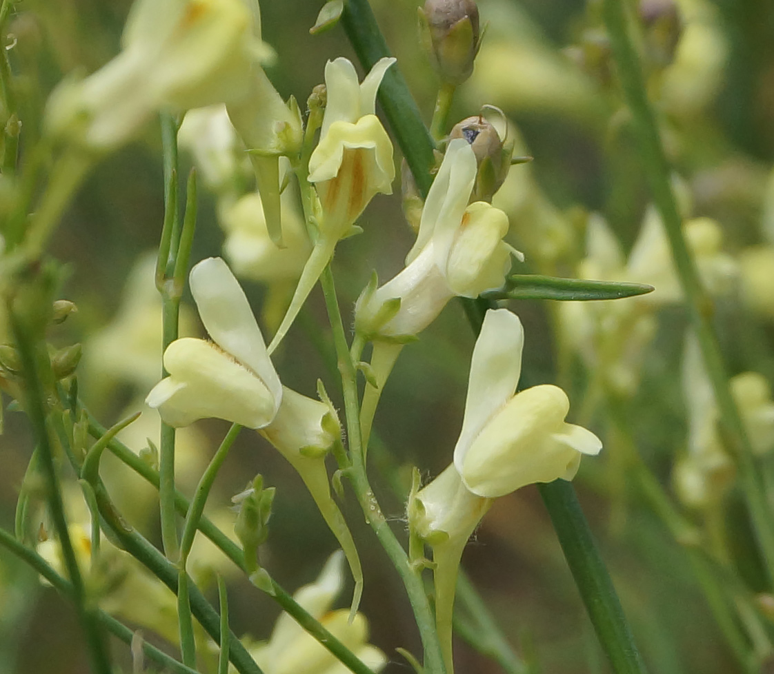 Изображение особи род Linaria.