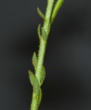 Image of taxon representative. Author is Татьяна Мальчинская