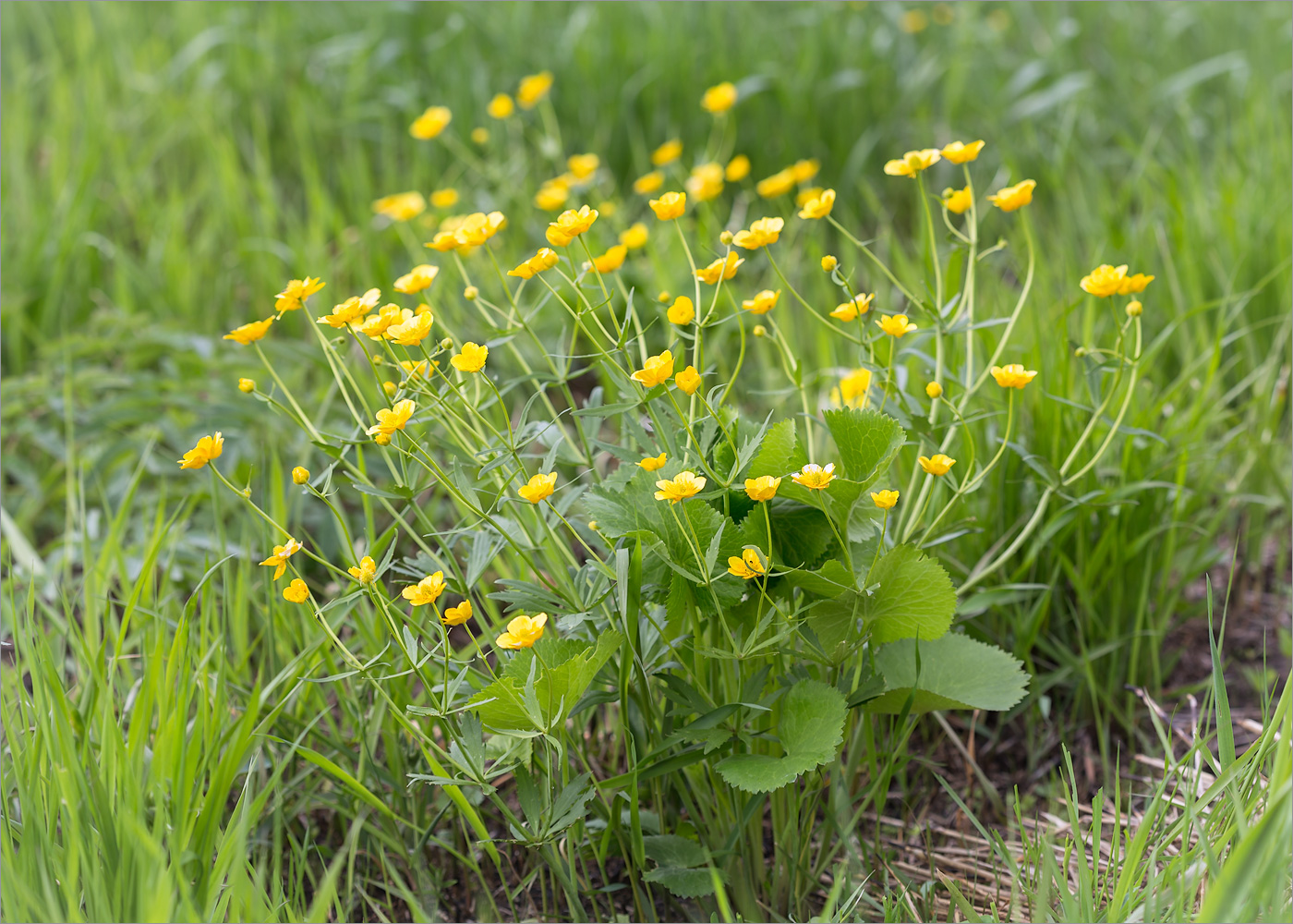 Изображение особи Ranunculus cassubicus.