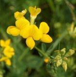 Image of taxon representative. Author is Тамара Риб