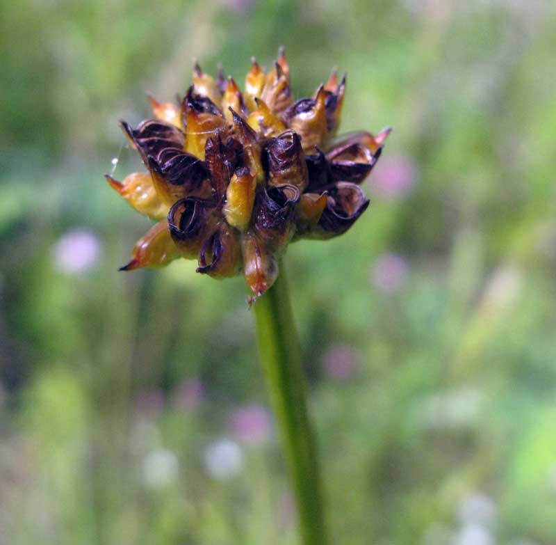 Изображение особи Trollius kytmanovii.