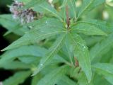 Eupatorium cannabinum