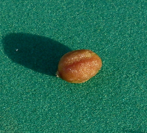 Image of genus Crataegus specimen.