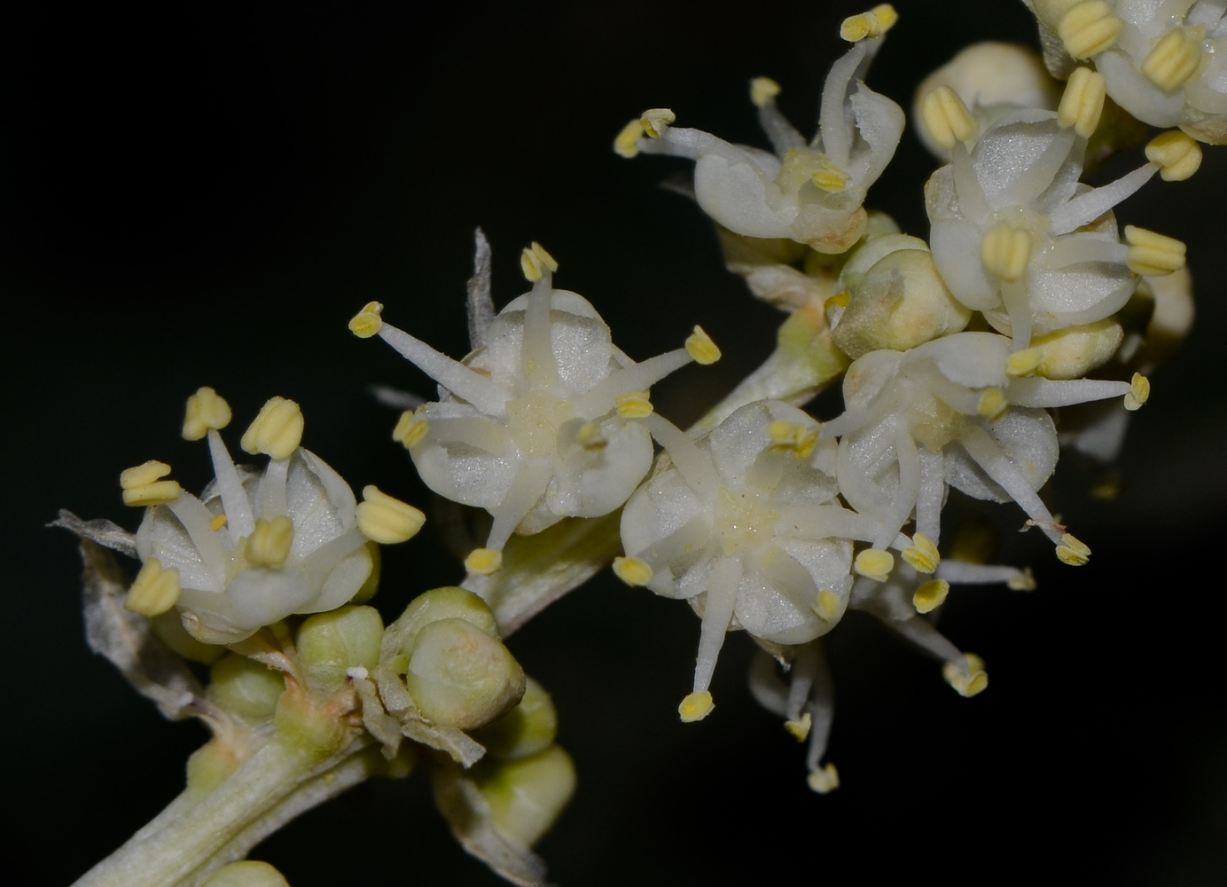 Image of Beaucarnea recurvata specimen.