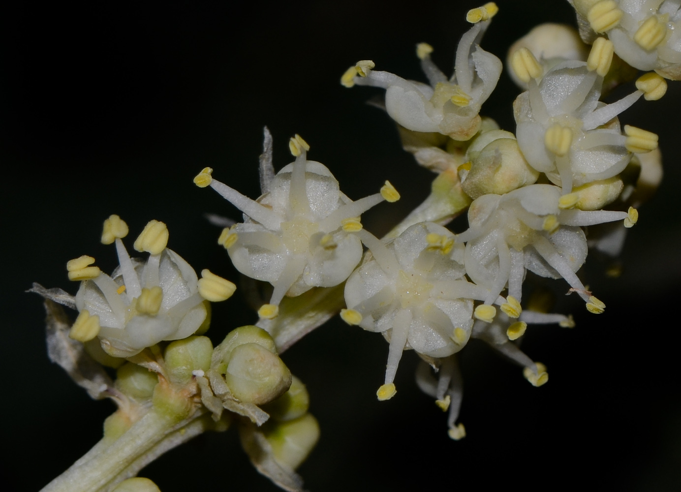 Изображение особи Beaucarnea recurvata.