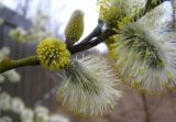 Salix caprea