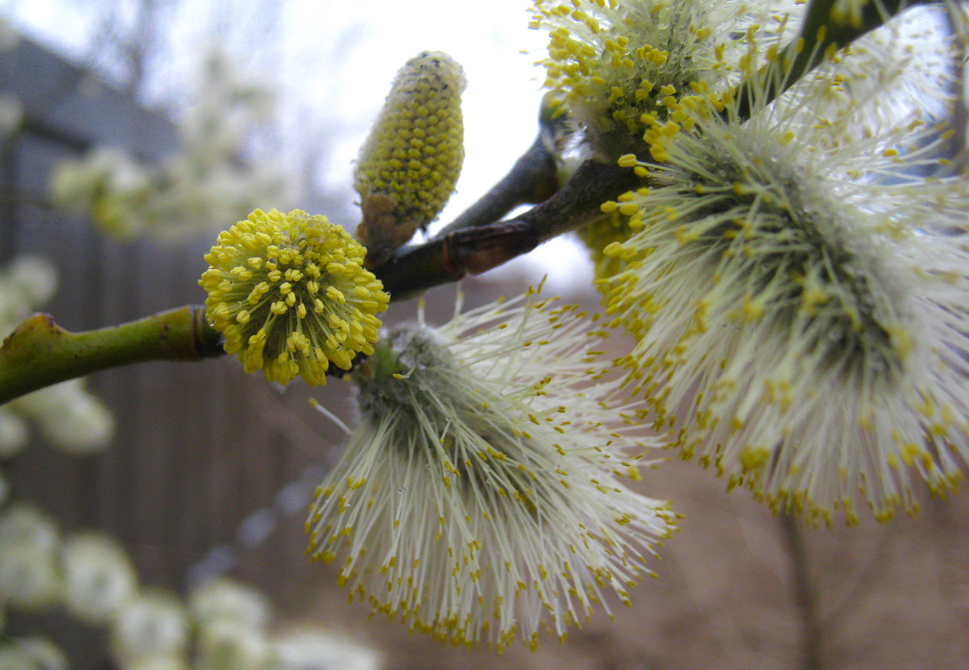 Изображение особи Salix caprea.