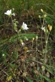 Holosteum glutinosum ssp. liniflorum