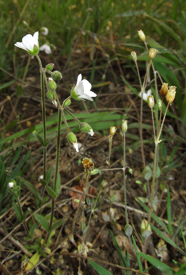 Image of Holosteum glutinosum ssp. liniflorum specimen.