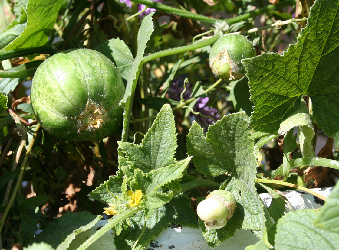 Изображение особи Cucumis sativus.