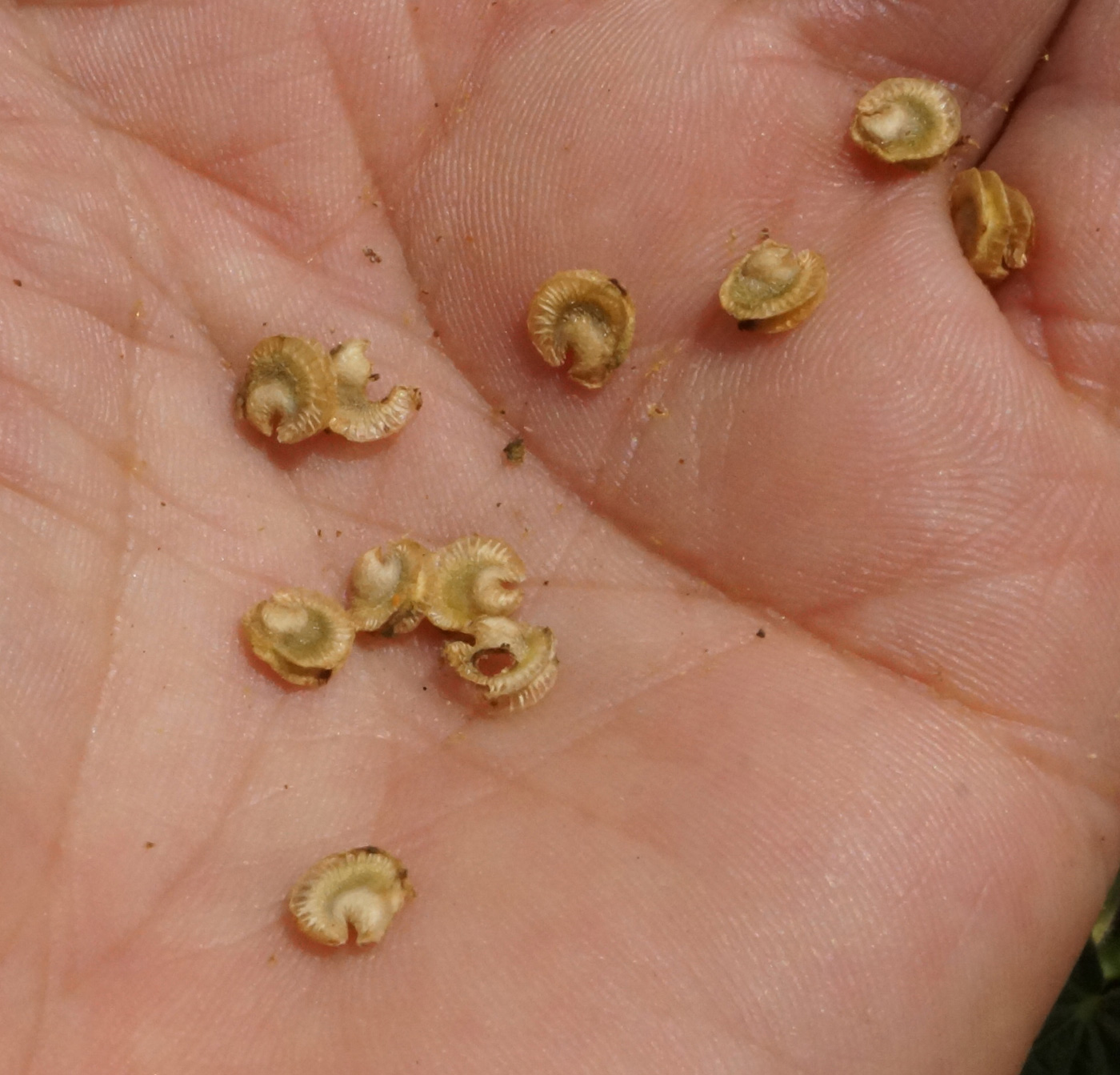 Image of Alcea nudiflora specimen.