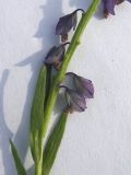 Polygala comosa