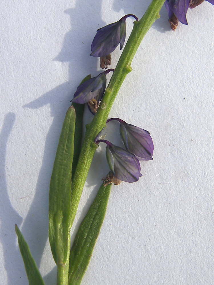 Изображение особи Polygala comosa.