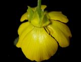 Ranunculus illyricus