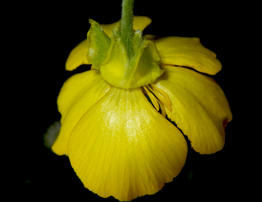 Изображение особи Ranunculus illyricus.