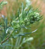 Artemisia vulgaris