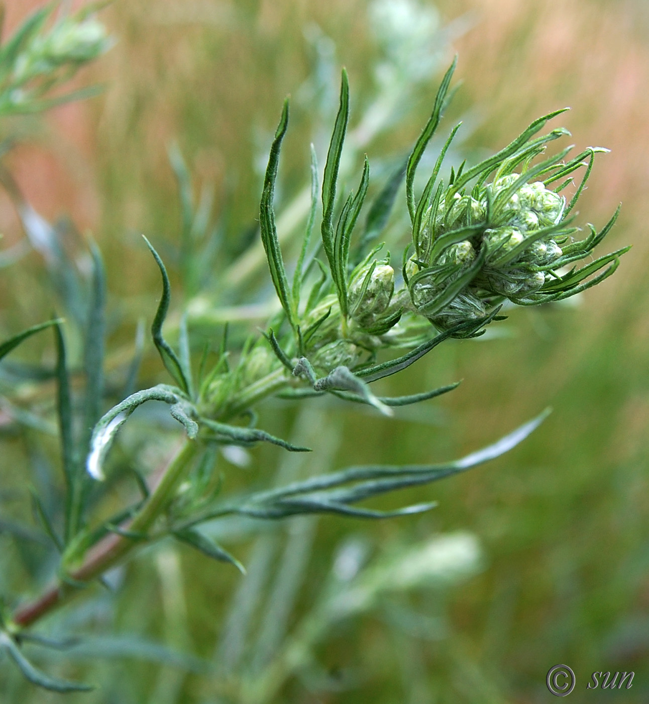 Image of Artemisia vulgaris specimen.