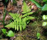 Dryopteris carthusiana