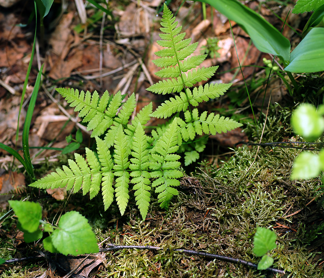 Image of Dryopteris carthusiana specimen.