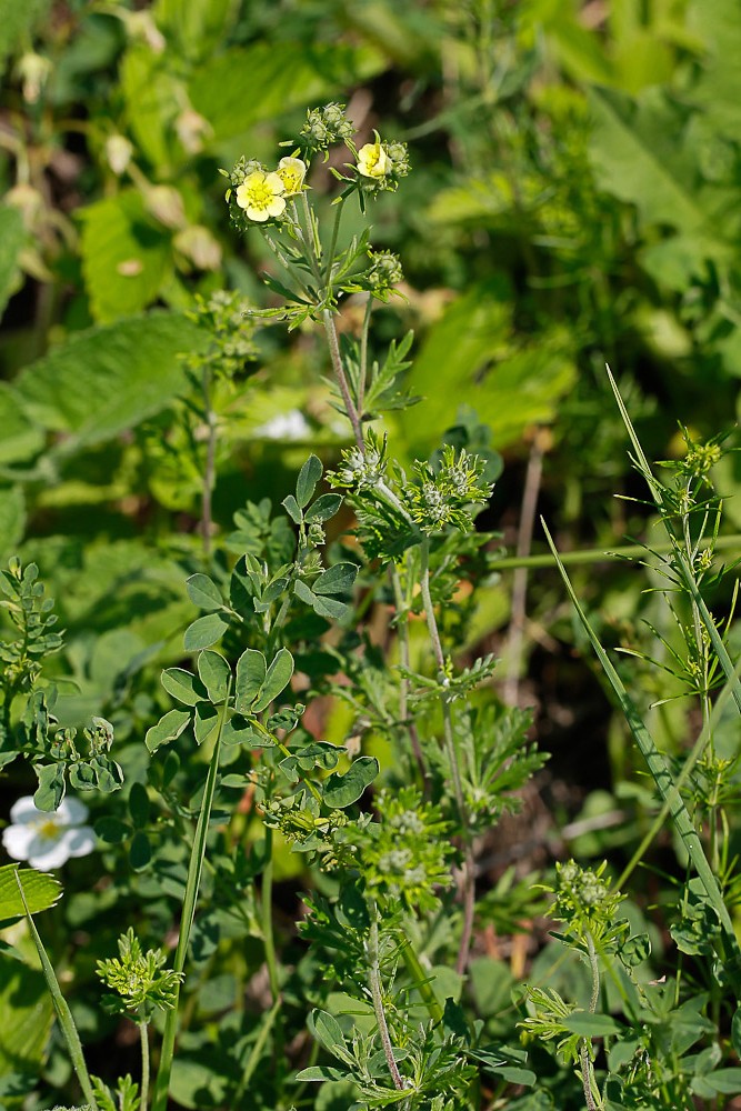 Изображение особи Potentilla argentea.