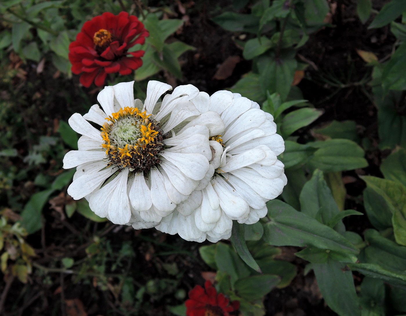 Image of Zinnia elegans specimen.