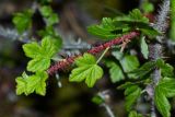 Grossularia burejensis. Молодой побег. Приморский край, Дальнегорский городской округ, окр. с. Лидовка, устье р. Лидовки на правом берегу. 11.06.2016.