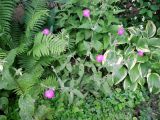 Lychnis coronaria