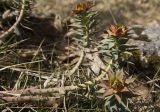 Euphorbia rigida