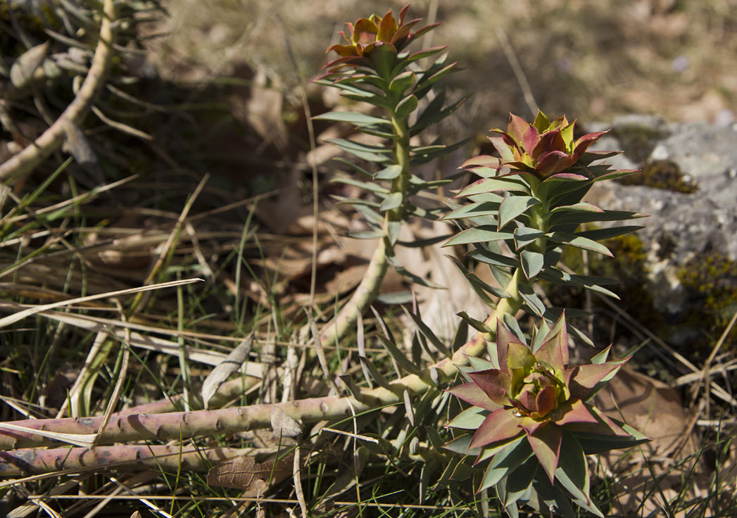 Изображение особи Euphorbia rigida.