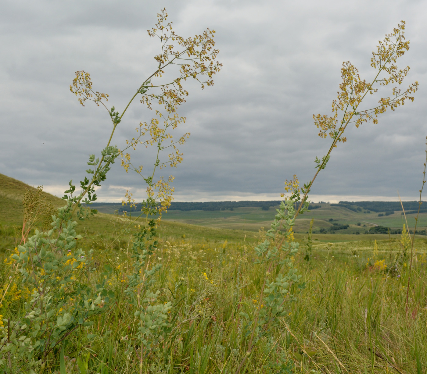 Image of Thalictrum simplex specimen.