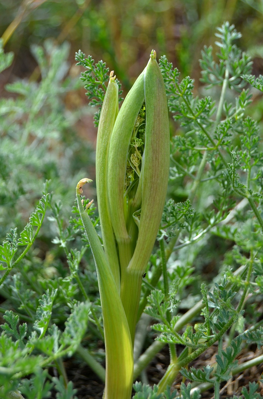 Image of Ferula caspica specimen.
